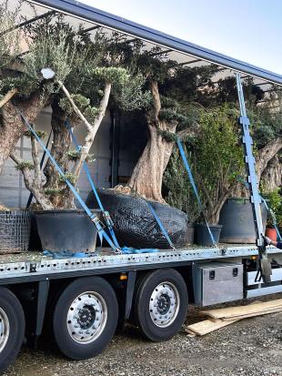 Pépinière - Végétaux - Plantations